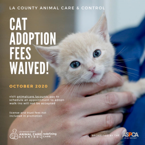 Cat Promotion - October 2020