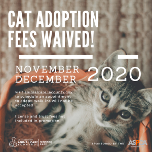 Cat Graphic (Nov & Dec 2020)