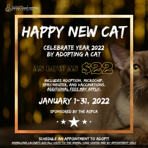 Happy New Cat (2022)